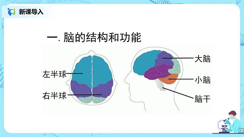 人教版（新课标）生物七下：6.2《神经系统的组成》（第二课时）（课件+教案+练习）05