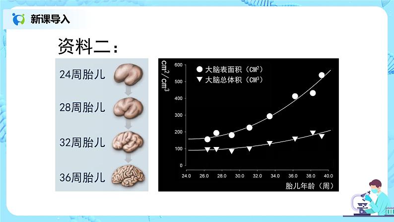 人教版（新课标）生物七下：6.2《神经系统的组成》（第二课时）（课件+教案+练习）07