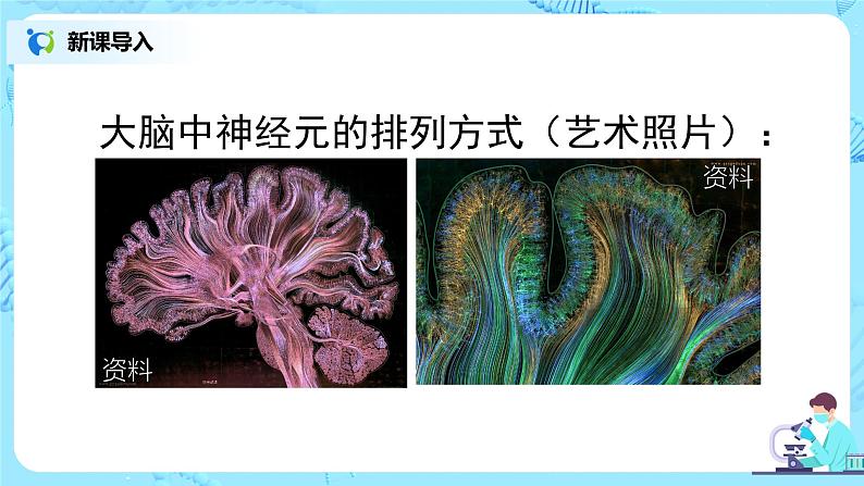 人教版（新课标）生物七下：6.2《神经系统的组成》（第二课时）（课件+教案+练习）08