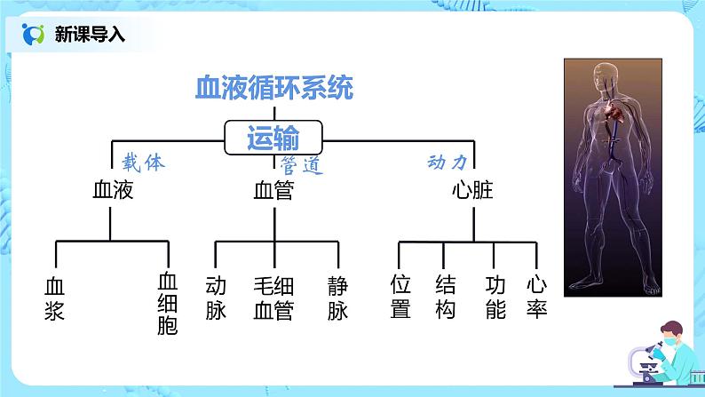 人教版（新课标）生物七下：4.1《流动的组织——血液》（课件+教案+练习）04