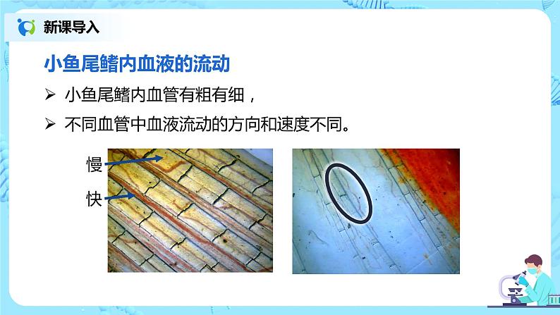 人教版（新课标）生物七下：4.2《血流的管道——血管》（课件+教案+练习）05