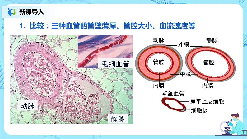 人教版（新课标）生物七下：4.2《血流的管道——血管》（课件+教案+练习）08