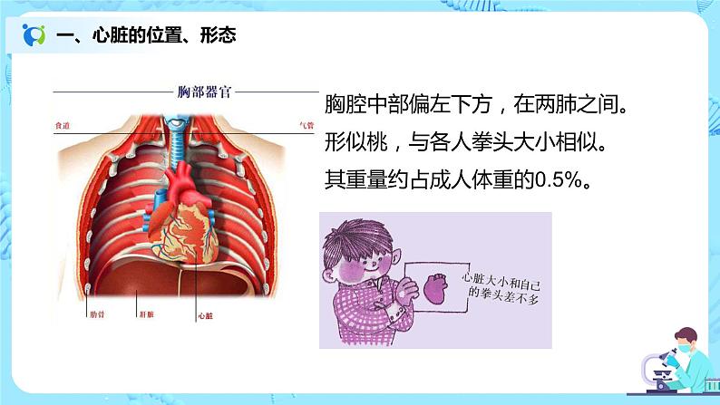 人教版（新课标）生物七下：4.3《输送血液的泵——心脏》（第一课时）（课件+教案+练习）03