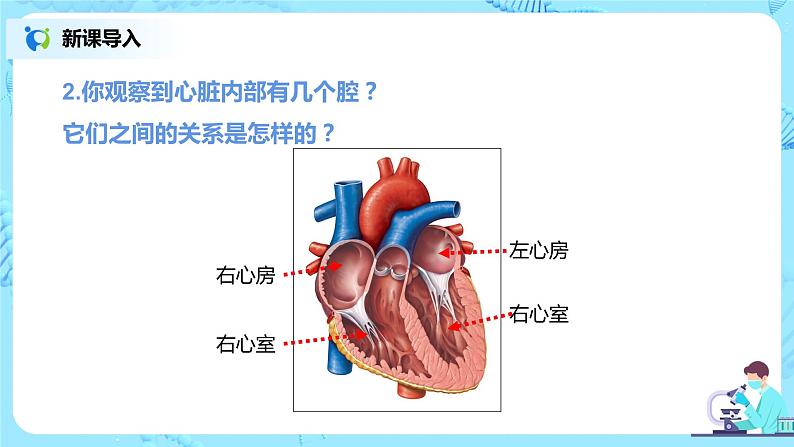 人教版（新课标）生物七下：4.3《输送血液的泵——心脏》（第一课时）（课件+教案+练习）07