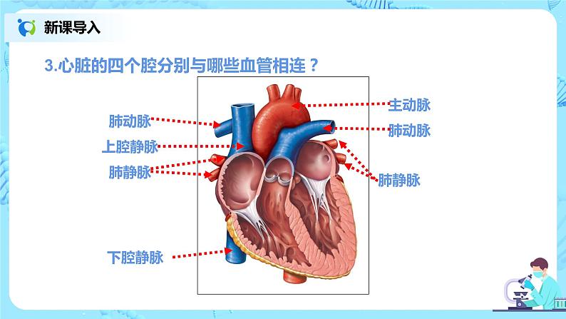 人教版（新课标）生物七下：4.3《输送血液的泵——心脏》（第一课时）（课件+教案+练习）08