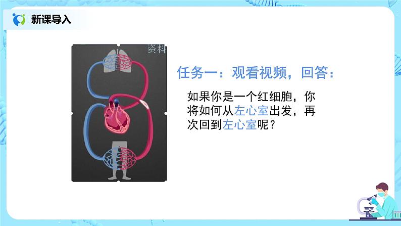 4.3《输送血液的泵——心脏》（第二课时）课件第4页