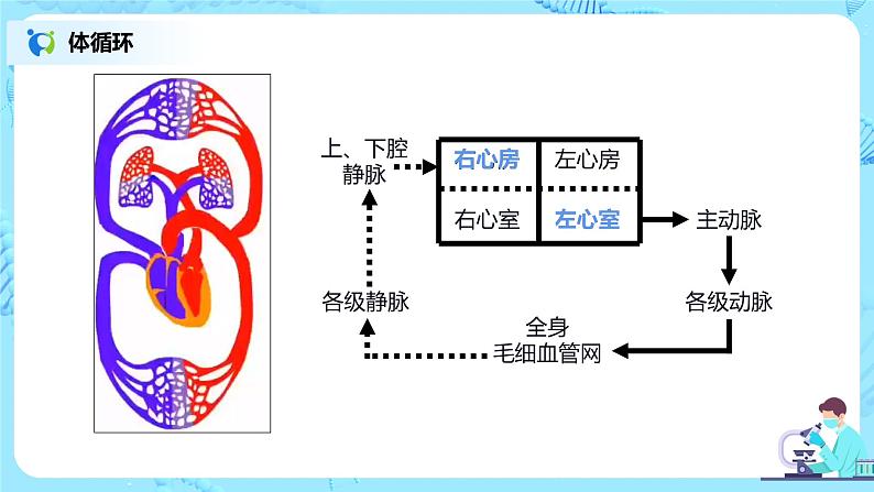 4.3《输送血液的泵——心脏》（第二课时）课件第5页