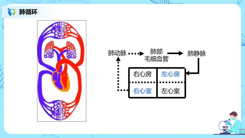 人教版（新课标）生物七下：4.3《输送血液的泵——心脏》（第二课时）（课件+教案+练习）06