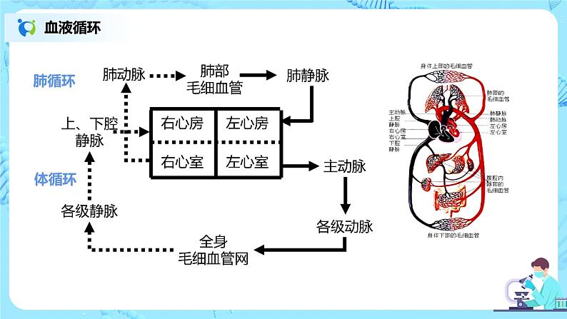 4.3《输送血液的泵——心脏》（第二课时）课件第7页