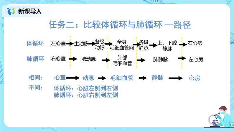 4.3《输送血液的泵——心脏》（第二课时）课件第8页