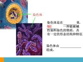 上海版八年级上册生物  2.3.2 染色体与人体性别决定 课件   (共18张PPT)