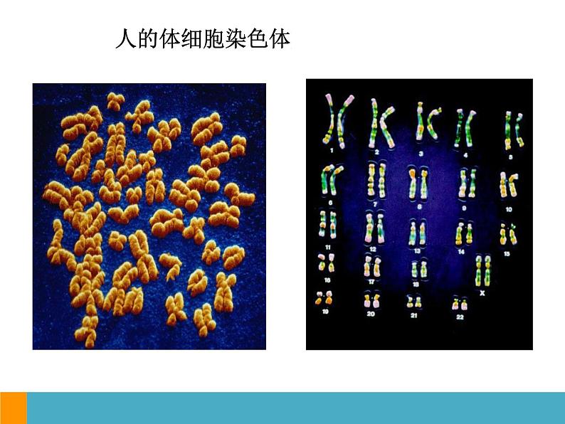 上海版八年级上册生物  2.3.2 染色体与人体性别决定 课件   (共18张PPT)第6页