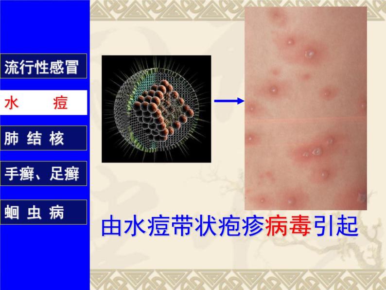 上海版八年级上册生物  3.2.1 常见传染病及其预防 课件   (共37张PPT)06