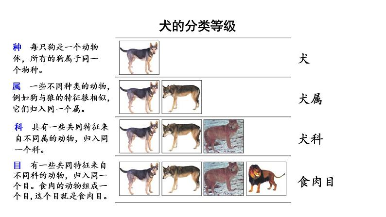 北师大版八年级生物下册 第22章 第1节 生物的分类 课件第8页