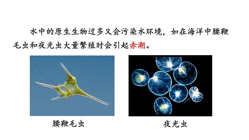 北师大版八年级生物下册 第22章 第2节 原生生物的主要类群 课件06