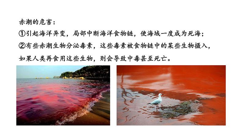 北师大版八年级生物下册 第22章 第2节 原生生物的主要类群 课件07