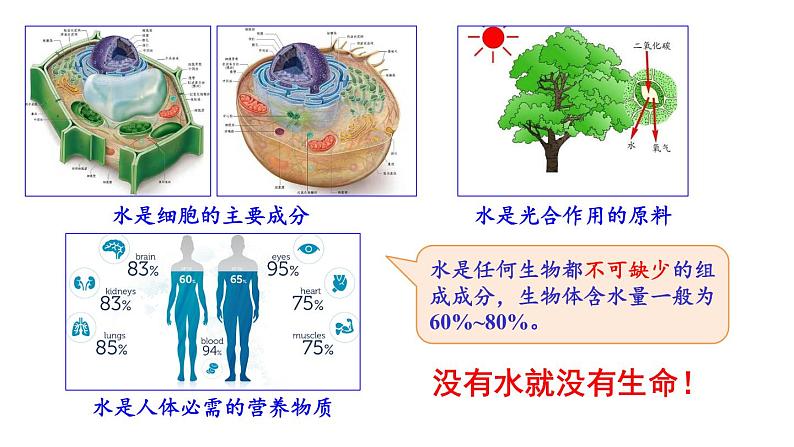 北师大版八年级生物下册 第23章 第1节 生物的生存依赖一定的环境 课件06