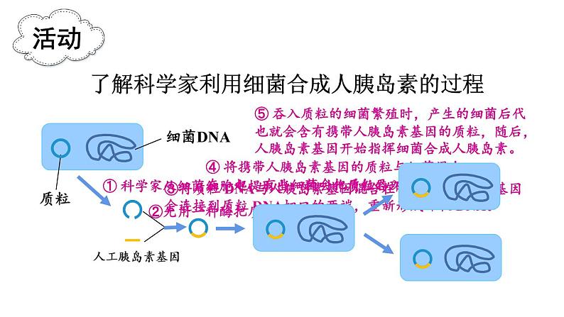 北师大版八年级生物下册 第25章 第2节 现代生物技术 课件08