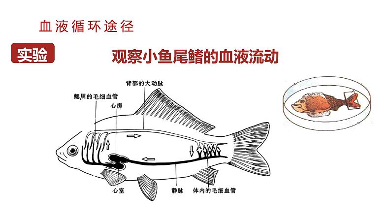第2课时 血液循环第4页