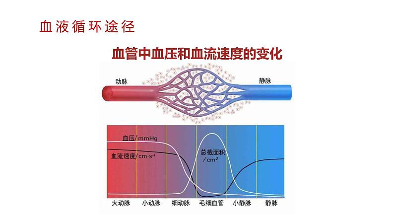 第2课时 血液循环第7页