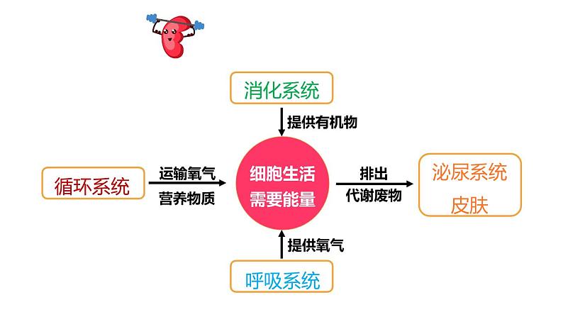 北师大版七年级生物下册 第11章 第1节 人体产生的代谢废物 课件03