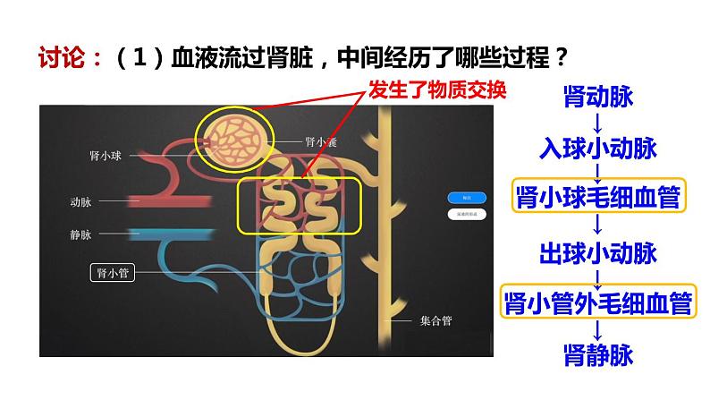 北师大版七年级生物下册 第11章 第2节 第2课时 尿的形成与排出 课件06