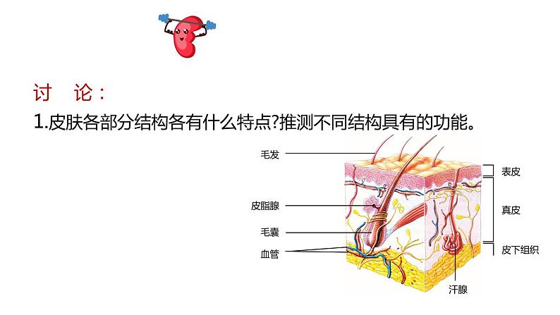 北师大版七年级生物下册 第11章 第3节 皮肤与汗液分泌 课件04