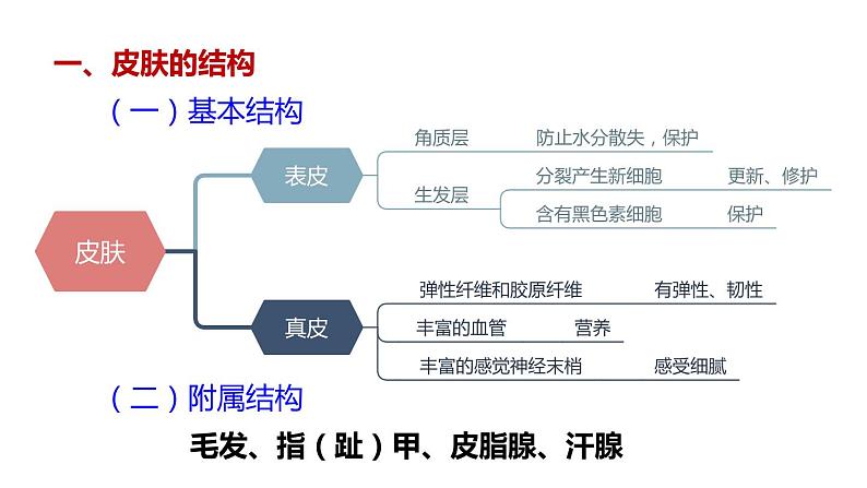 北师大版七年级生物下册 第11章 第3节 皮肤与汗液分泌 课件第5页