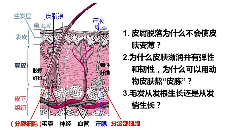 北师大版七年级生物下册 第11章 第3节 皮肤与汗液分泌 课件06