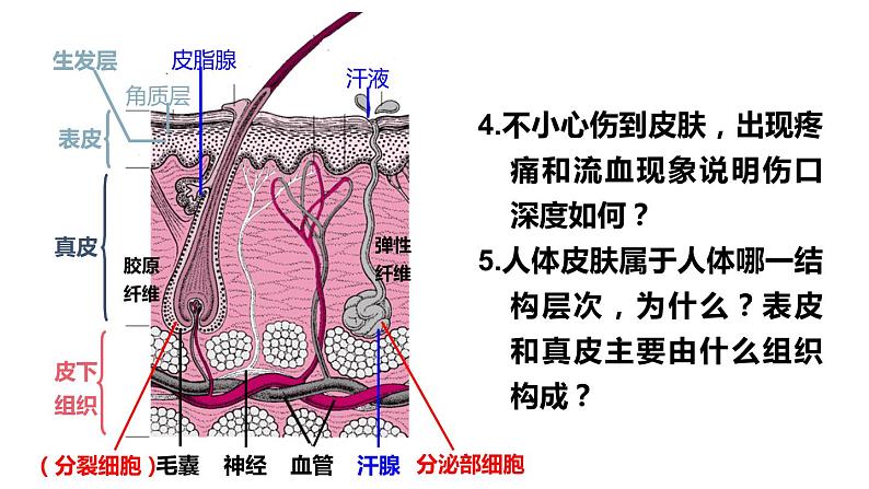 北师大版七年级生物下册 第11章 第3节 皮肤与汗液分泌 课件第7页