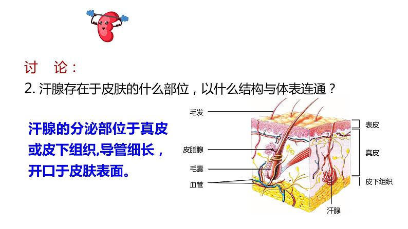 北师大版七年级生物下册 第11章 第3节 皮肤与汗液分泌 课件08