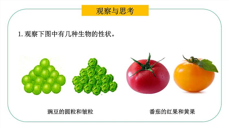 八年级生物下册（人教版）7.2.1  基因控制生物的性状课件第7页