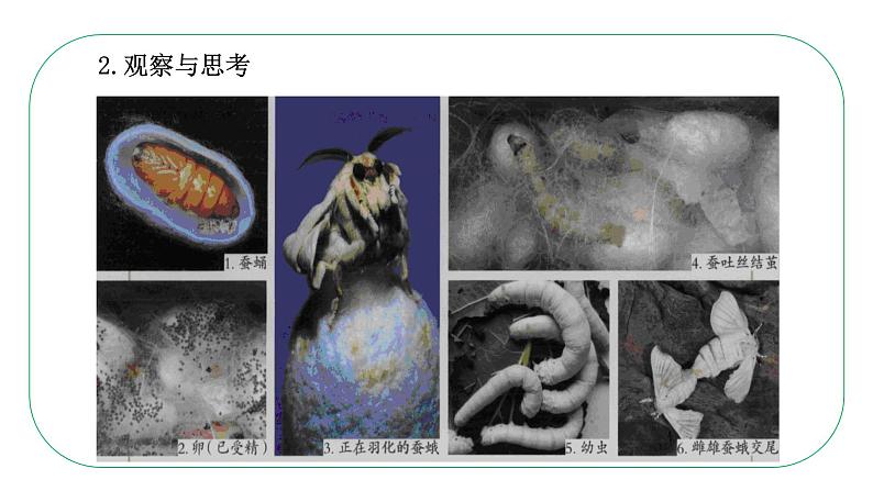 八年级生物下册（人教版） 7.1.2  昆虫的生殖和发育课件05