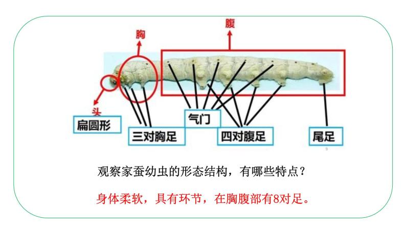 八年级生物下册（人教版） 7.1.2  昆虫的生殖和发育课件07