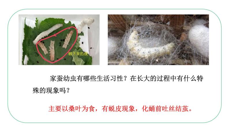 八年级生物下册（人教版） 7.1.2  昆虫的生殖和发育课件08