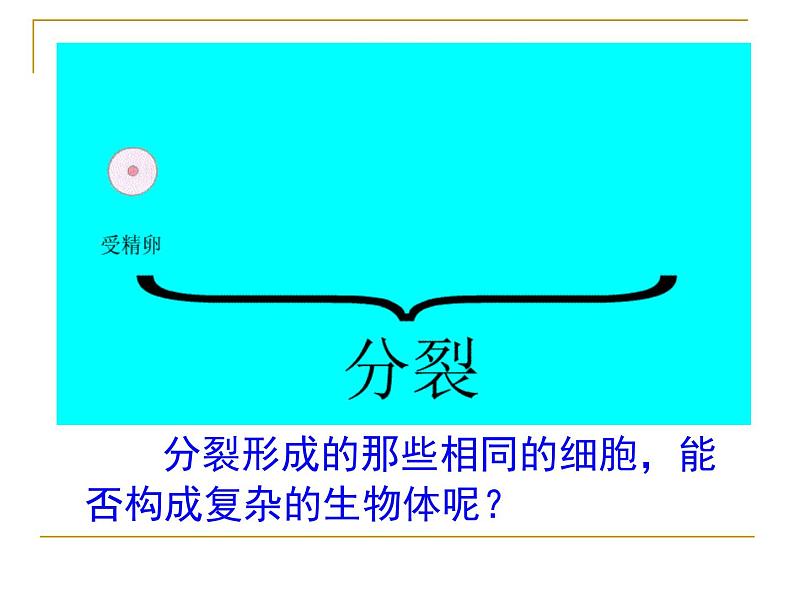 2.4.1细胞分化形成组织课件PPT第3页