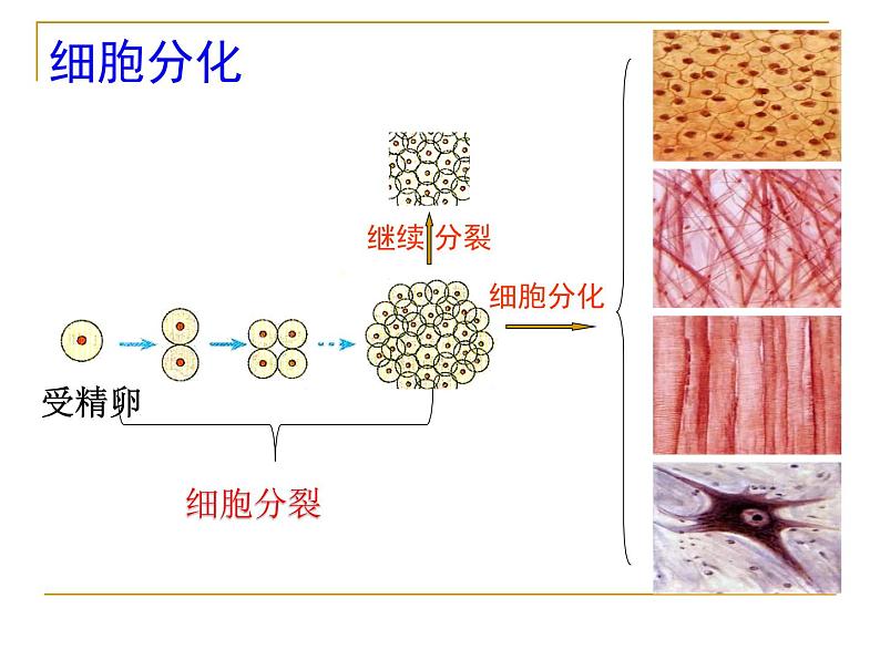 2.4.1细胞分化形成组织课件PPT第4页