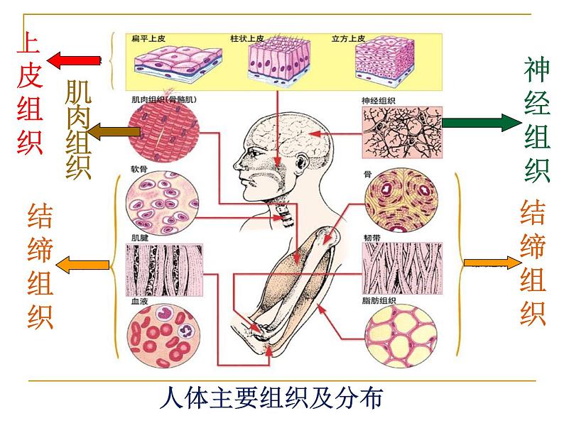 2.4.1细胞分化形成组织课件PPT第6页