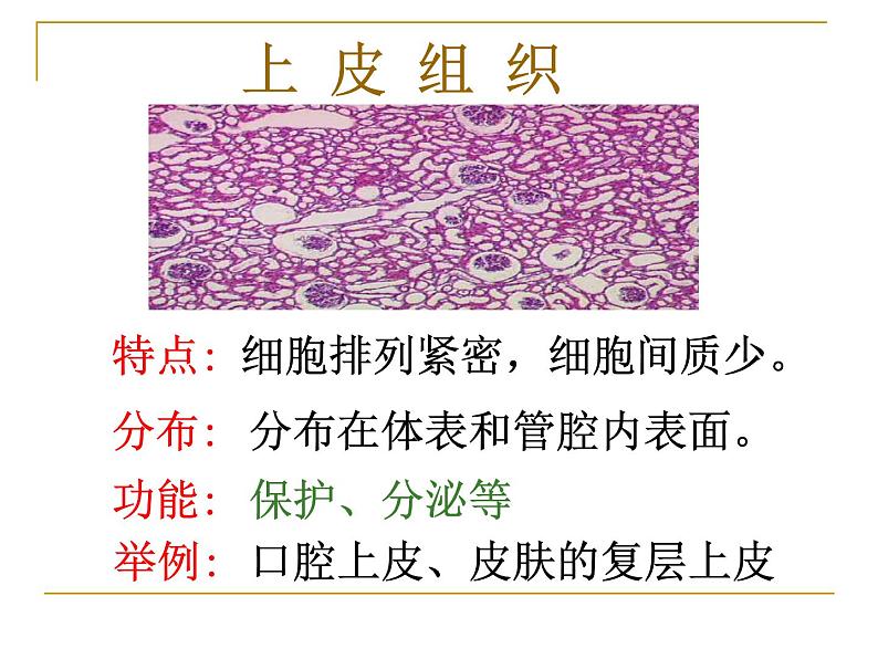 2.4.1细胞分化形成组织课件PPT第8页