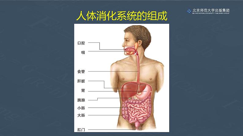 8.2食物的消化和营养物质的吸收（第二课时）课件PPT第2页