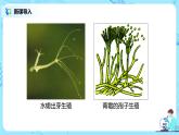 人教版（新课标）生物八下：7.1.1《植物的生殖》课件（送教案+习题）