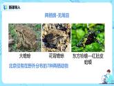 人教版（新课标）生物八下：7.1.3《两栖动物的生殖和发育》课件（送教案+习题）