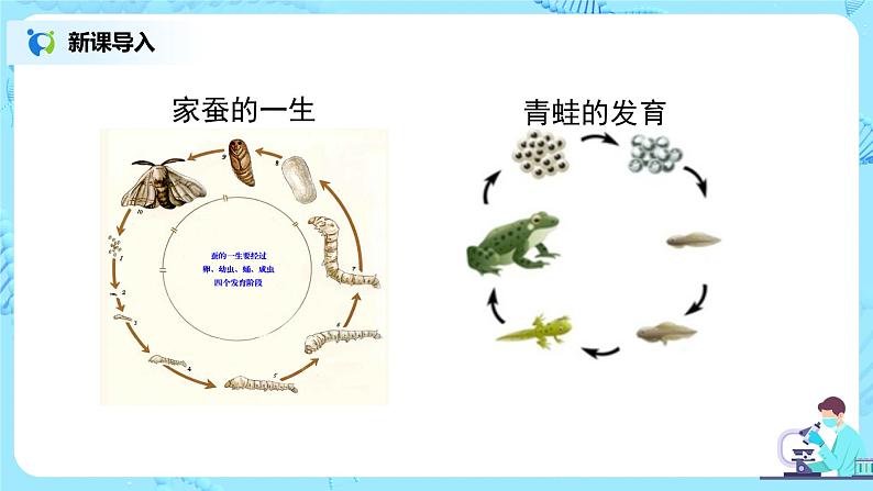 人教版（新课标）生物八下：7.1.4《鸟的生殖和发育》课件（送教案+习题）02