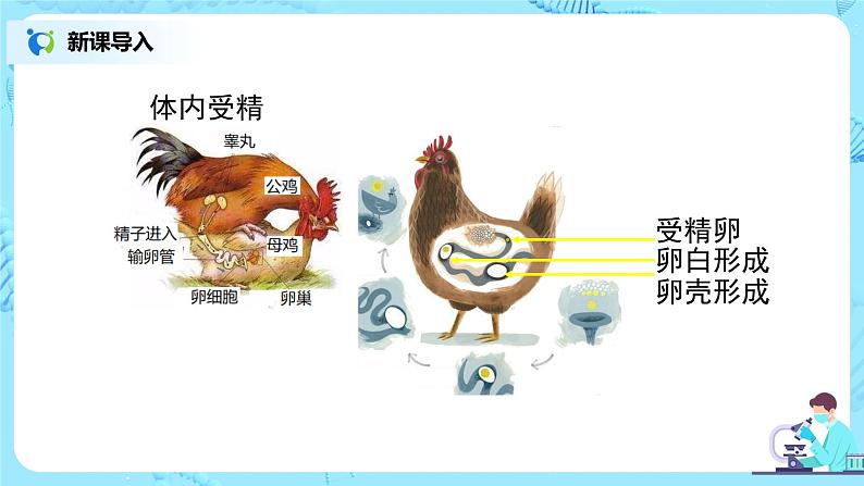 人教版（新课标）生物八下：7.1.4《鸟的生殖和发育》课件（送教案+习题）04