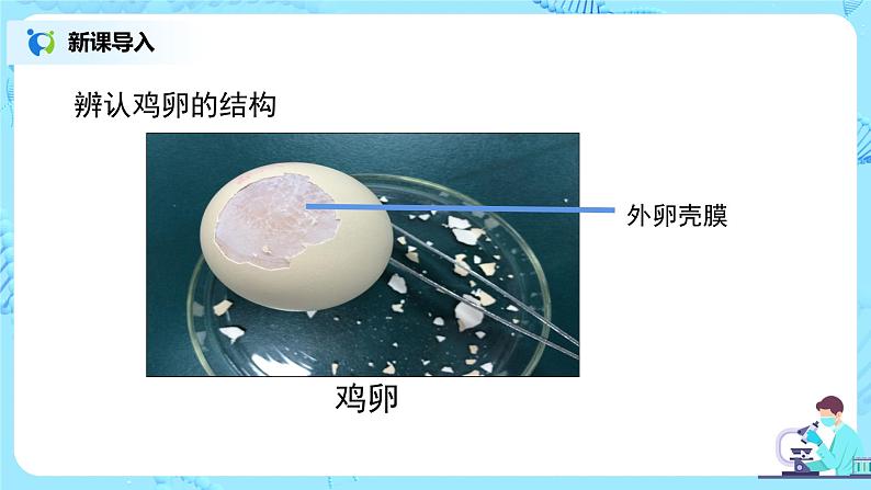 人教版（新课标）生物八下：7.1.4《鸟的生殖和发育》课件（送教案+习题）08