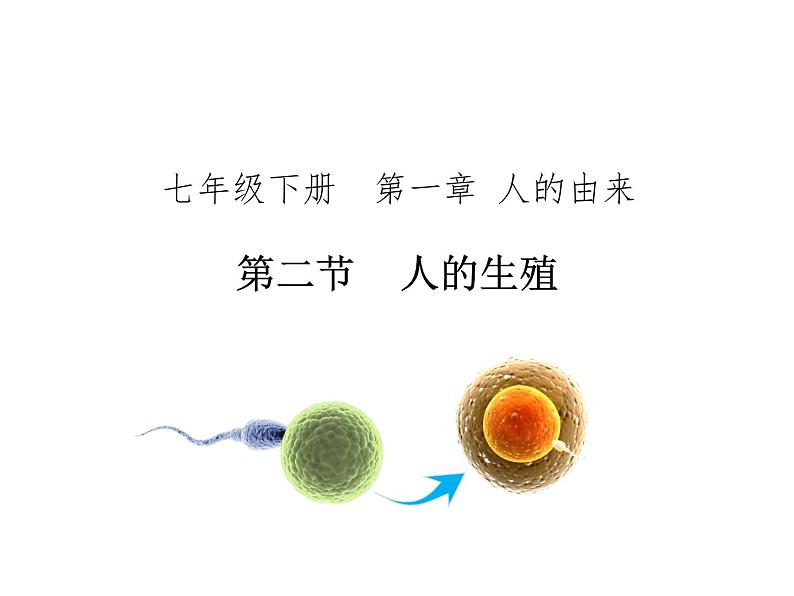 4.1.2 人的生殖 课件 2021-2022学年人教版七年级生物下册第1页