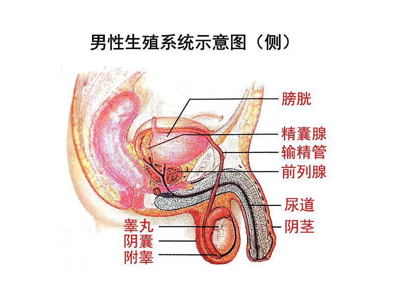 4.1.2 人的生殖 课件 2021-2022学年人教版七年级生物下册第5页