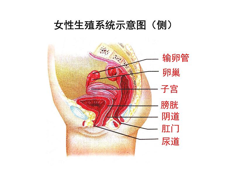 4.1.2 人的生殖 课件 2021-2022学年人教版七年级生物下册第7页