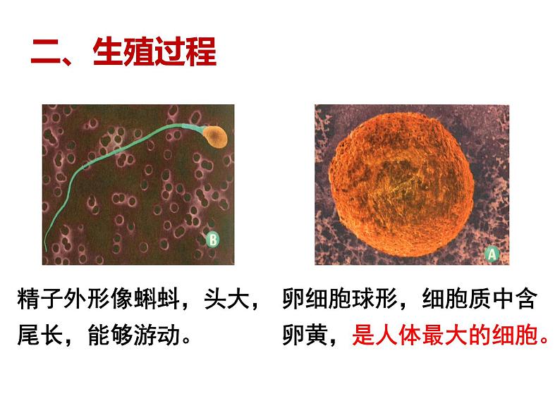 4.1.2 人的生殖 课件 2021-2022学年人教版七年级生物下册第8页