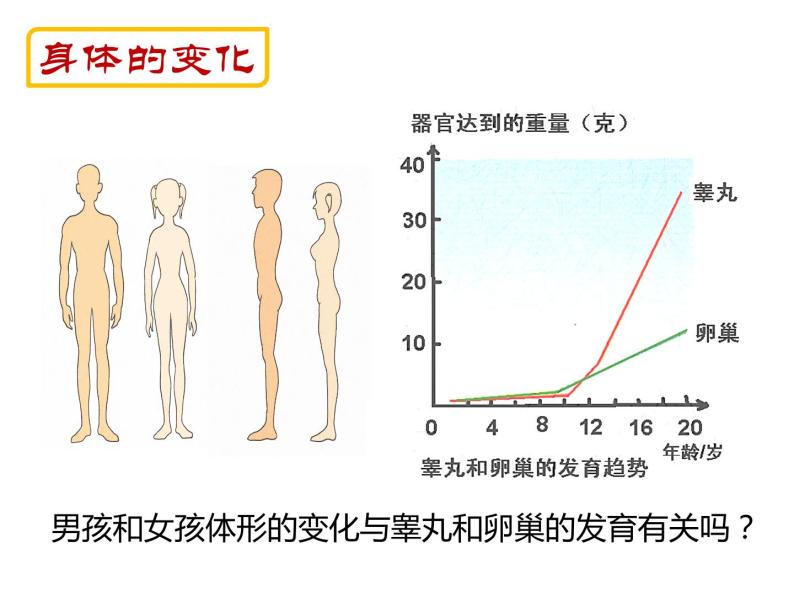 4.1.3 青春期 课件+教案+练习  人教版七年级生物下册08